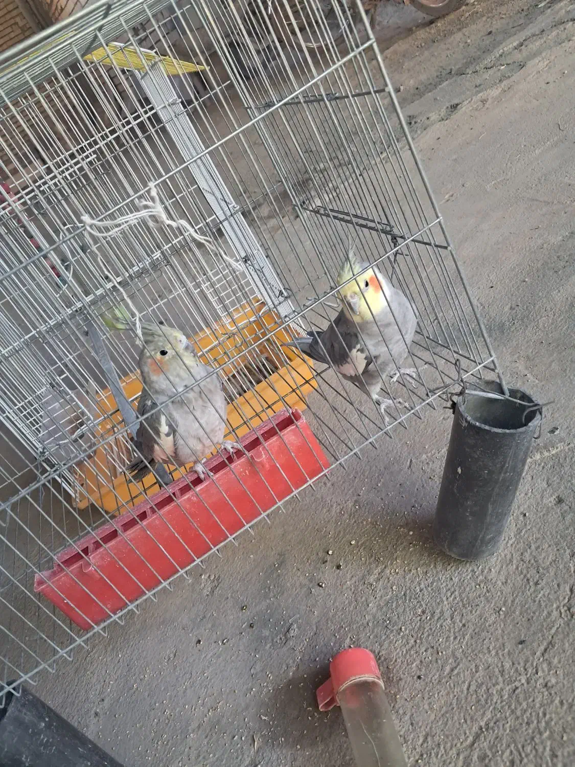 فروش یه جفت عروسی هلندی|پرنده|خانمیرزا, |دیوار