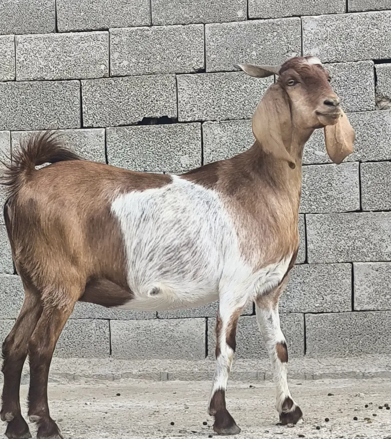 3عدد بز پاکستانی|حیوانات مزرعه|چغادک, |دیوار