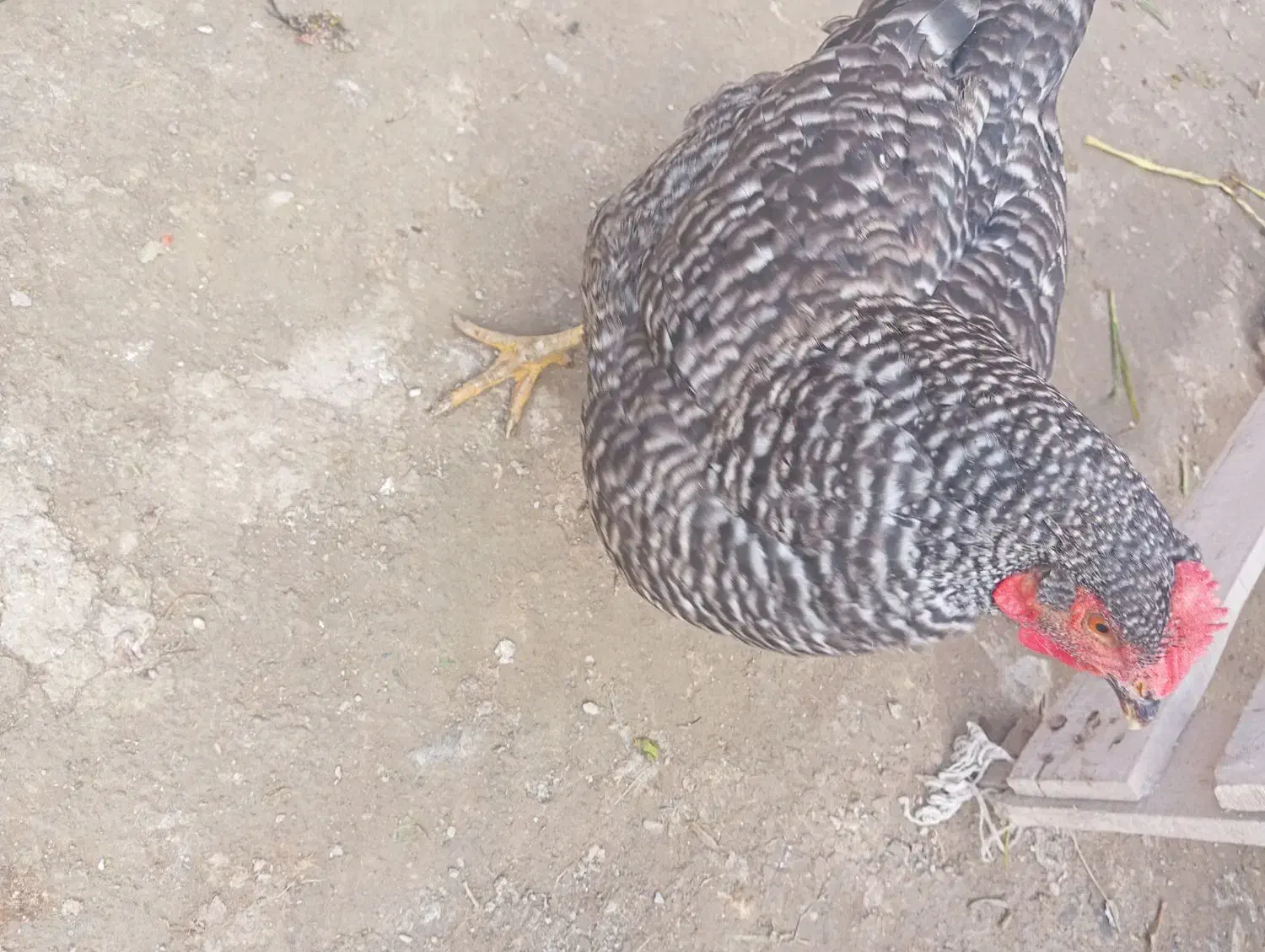 مرغ امروک|حیوانات مزرعه|چناران, |دیوار