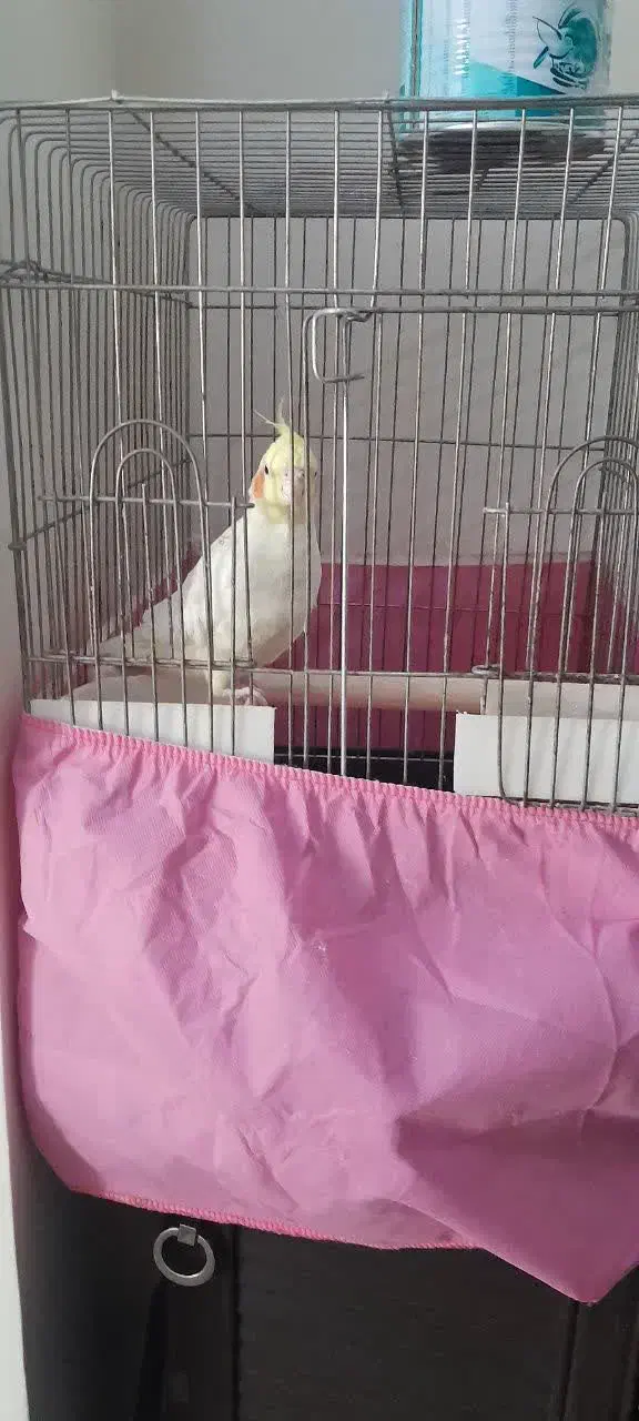 عروس هلندی سفید سخنگو|پرنده|تهران, شهرک آزمایش|دیوار