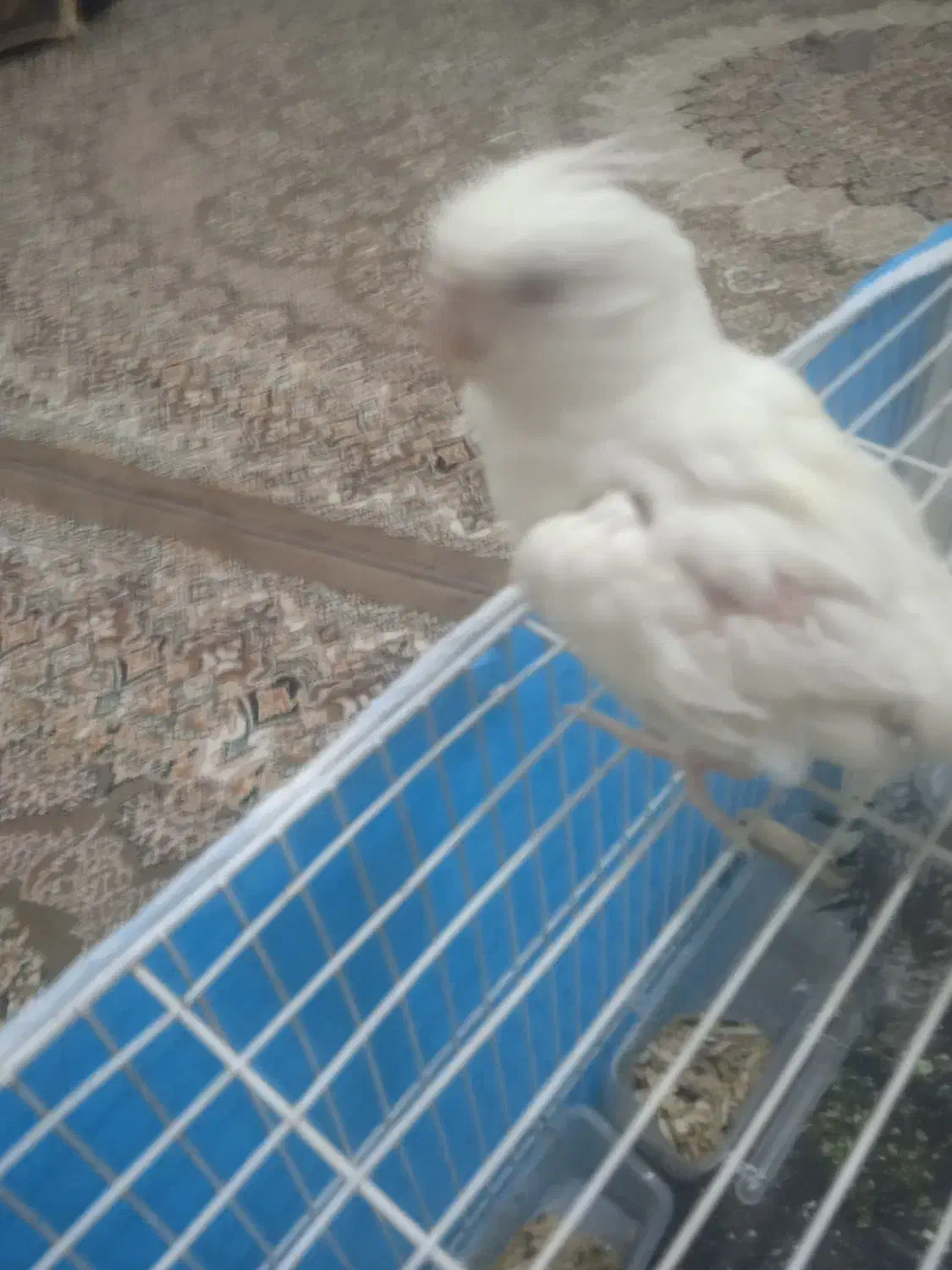 4تا عروس هلنی دانه 500|پرنده|تربتحیدریه, پائین ولایت|دیوار