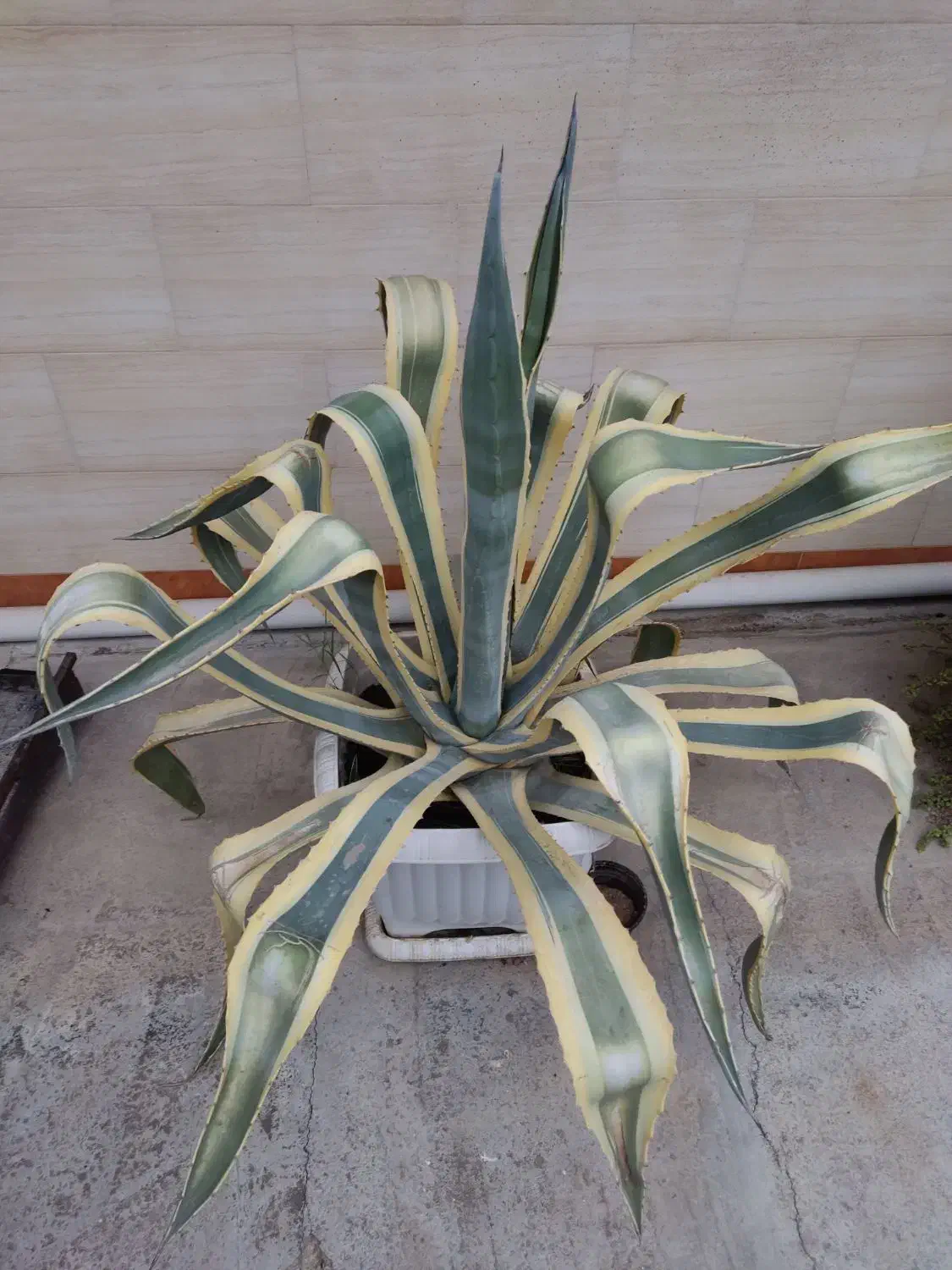 کاکتوس آگاو|گل و گیاه طبیعی|گنبد کاووس, |دیوار