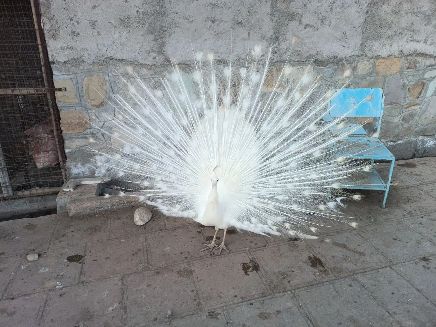 طاووس سفید گم شده|حیوانات|سبزوار, قصبه غربی|دیوار