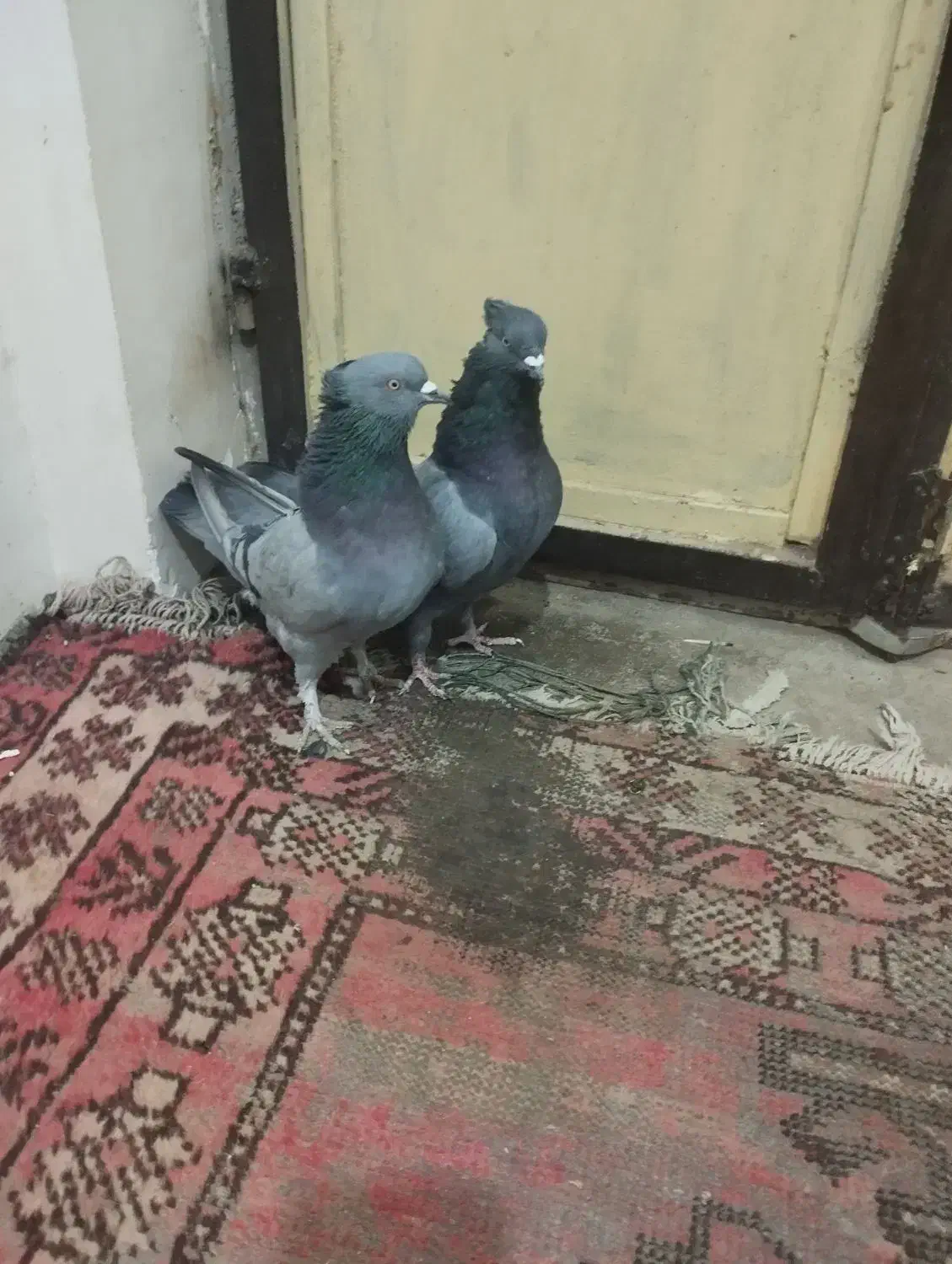 سبز بازی کن|پرنده|گنبکی, |دیوار