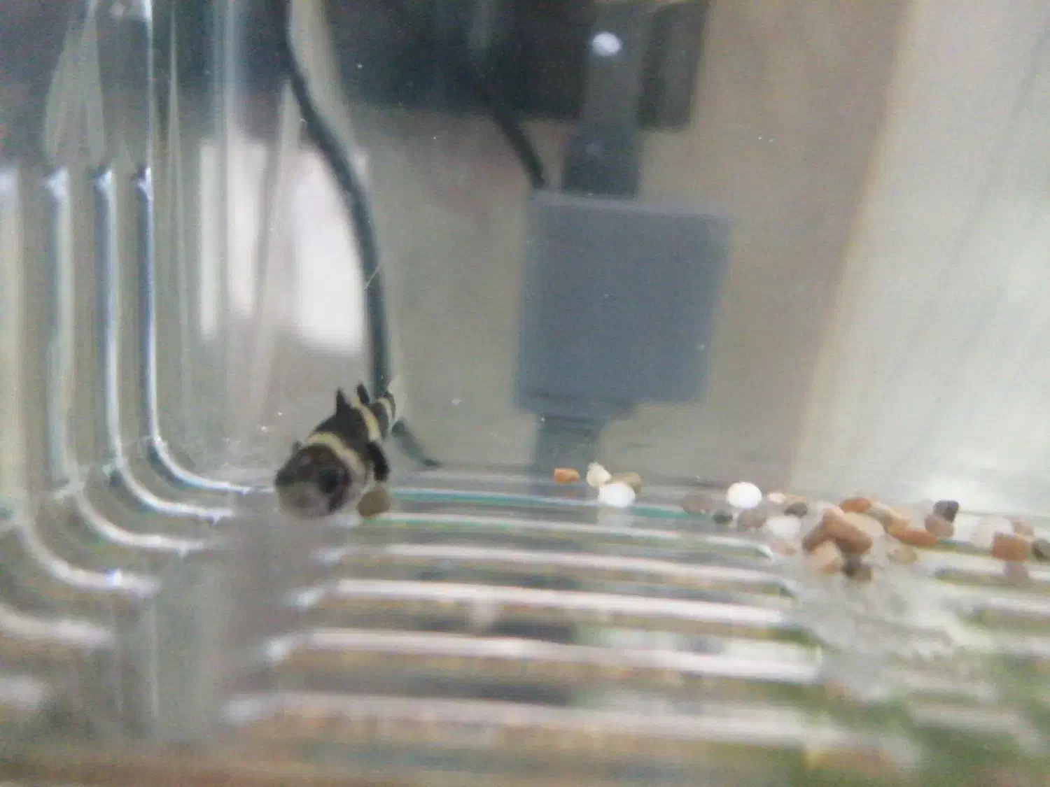 ماهی گوپی زنبورعسلی|ماهی|قم, اسمعیل آباد|دیوار