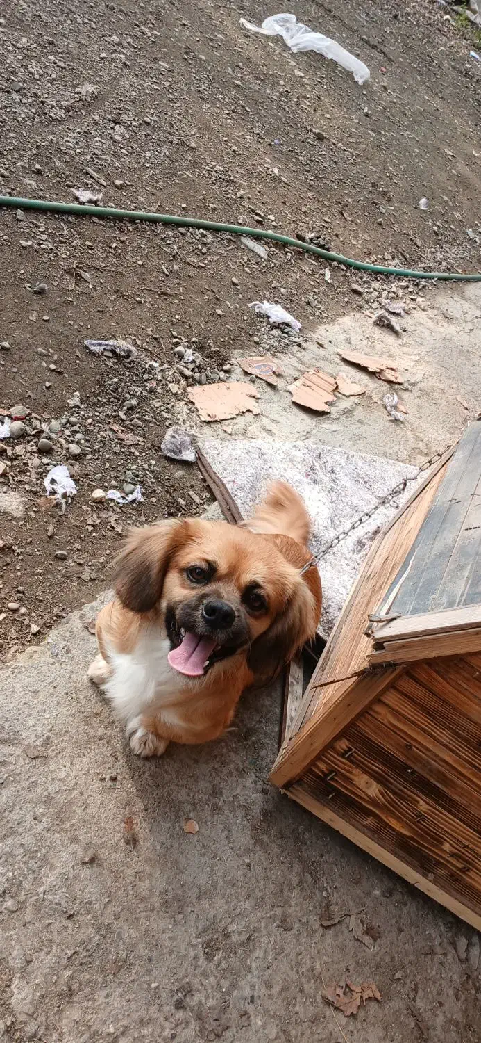 سگ پا کوتاه پیکینیز|سگ|شفت, |دیوار