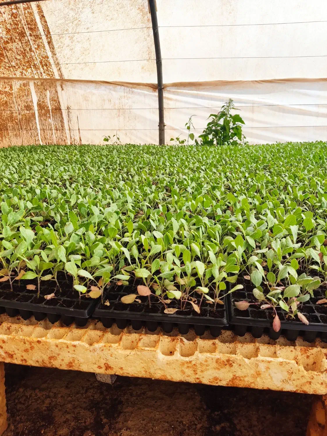 نشا کلم بروکلی و بنفش|خدمات باغبانی و درختکاری|شنبه و طسوج, |دیوار