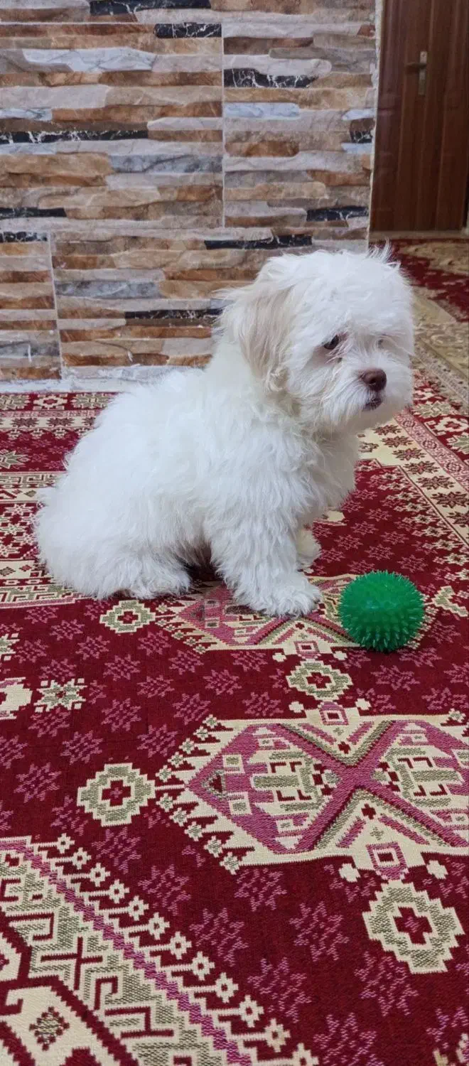 سگ شیتزو تریر|سگ|تبریز, |دیوار