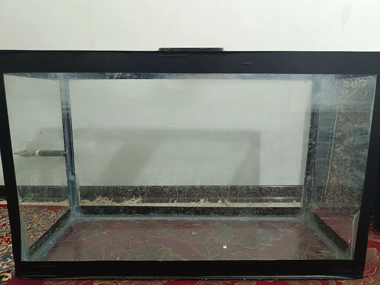 آکواریوم|ماهی|کرمان, |دیوار