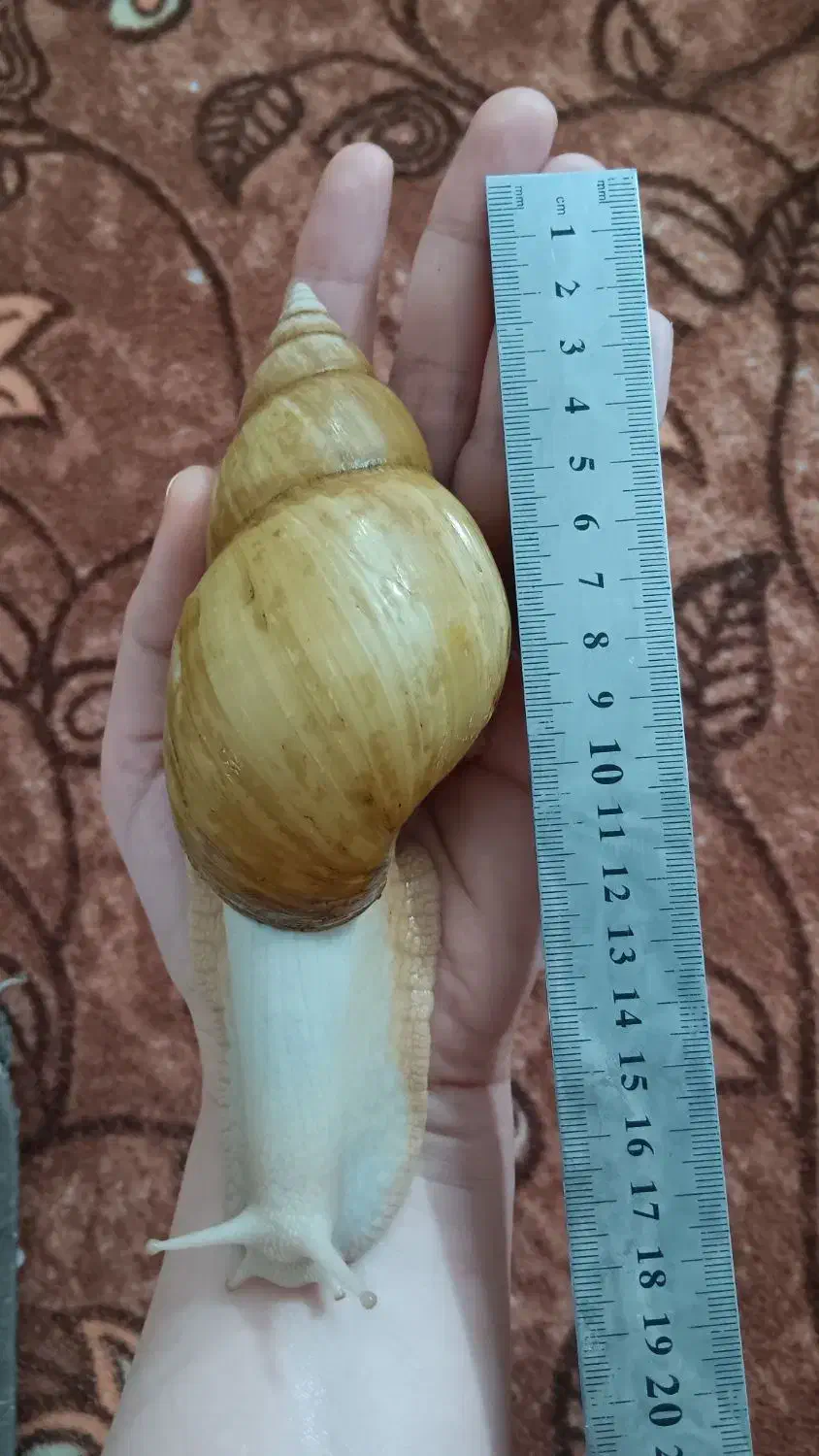 حلزون|خزنده|قم, سید معصوم|دیوار