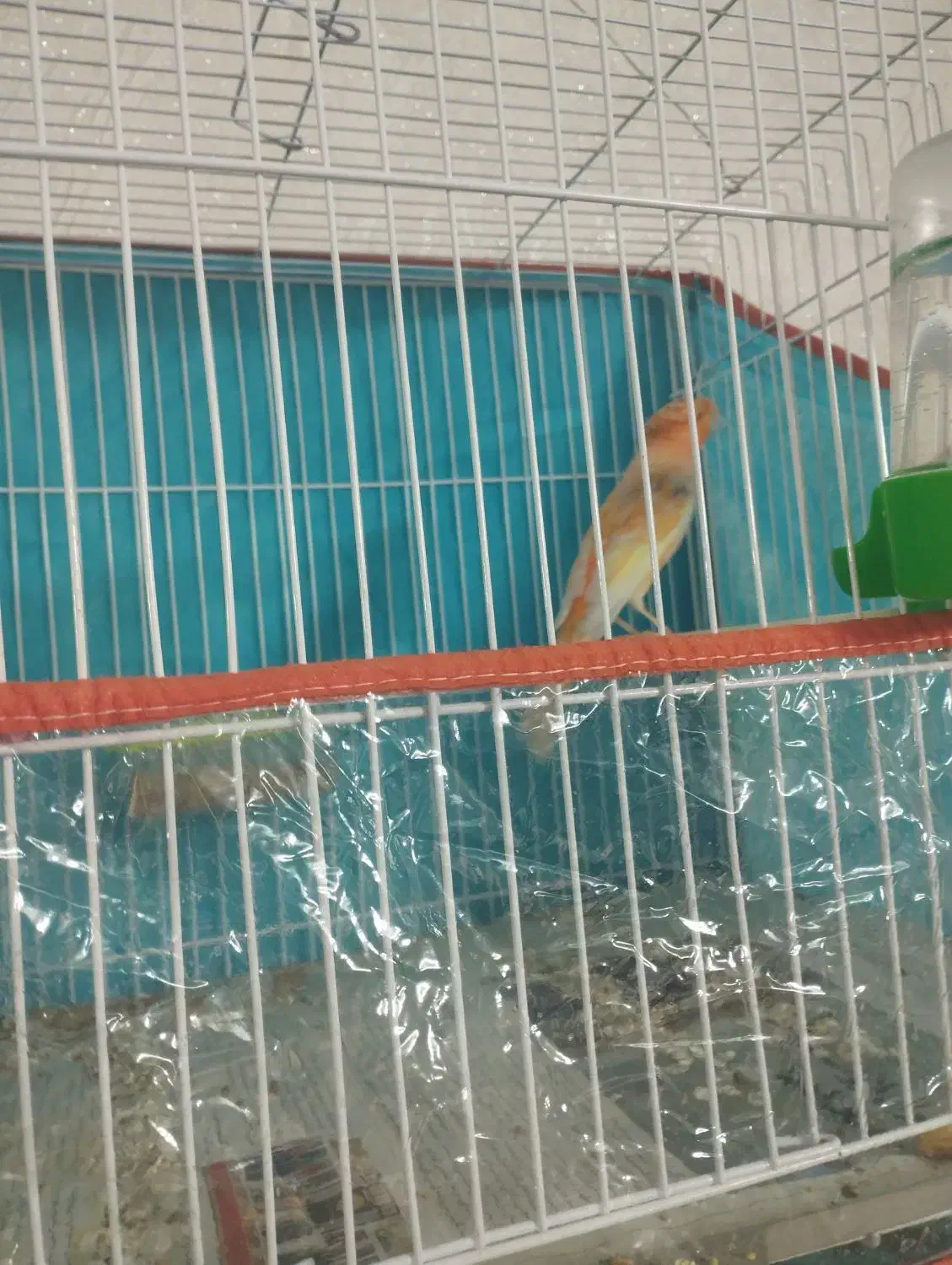 قناری|پرنده|شاهرود, |دیوار