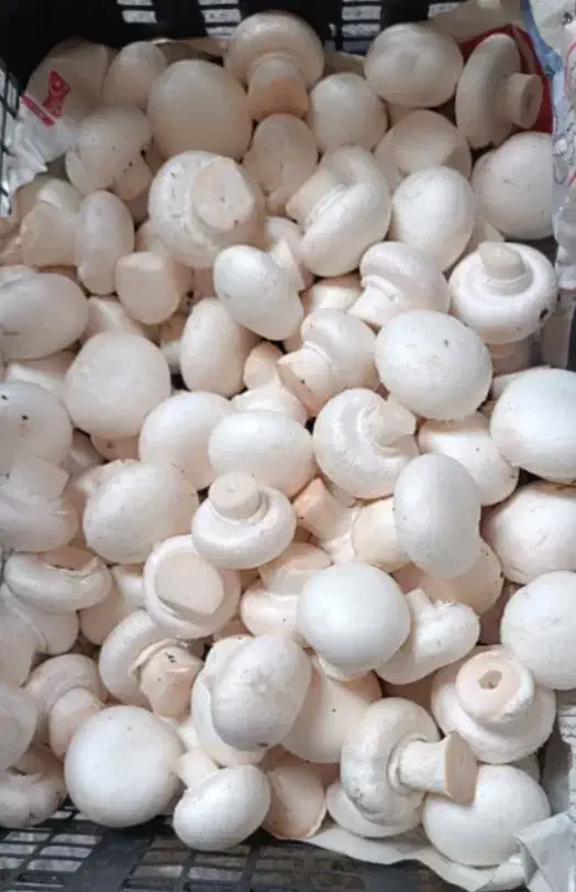 قارچ درجه یک وعالی|خوردنی و آشامیدنی|مهدی شهر, |دیوار