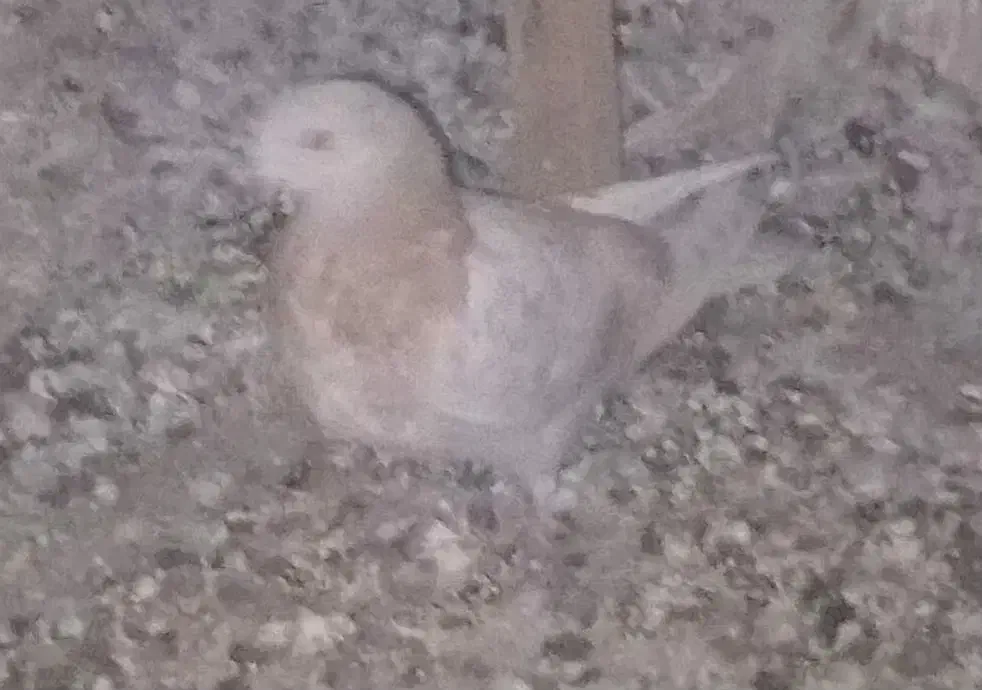 کفتر ابلغ کاکلی جوجه زردی|پرنده|ری, شهید غیوری (ابن باویه)|دیوار