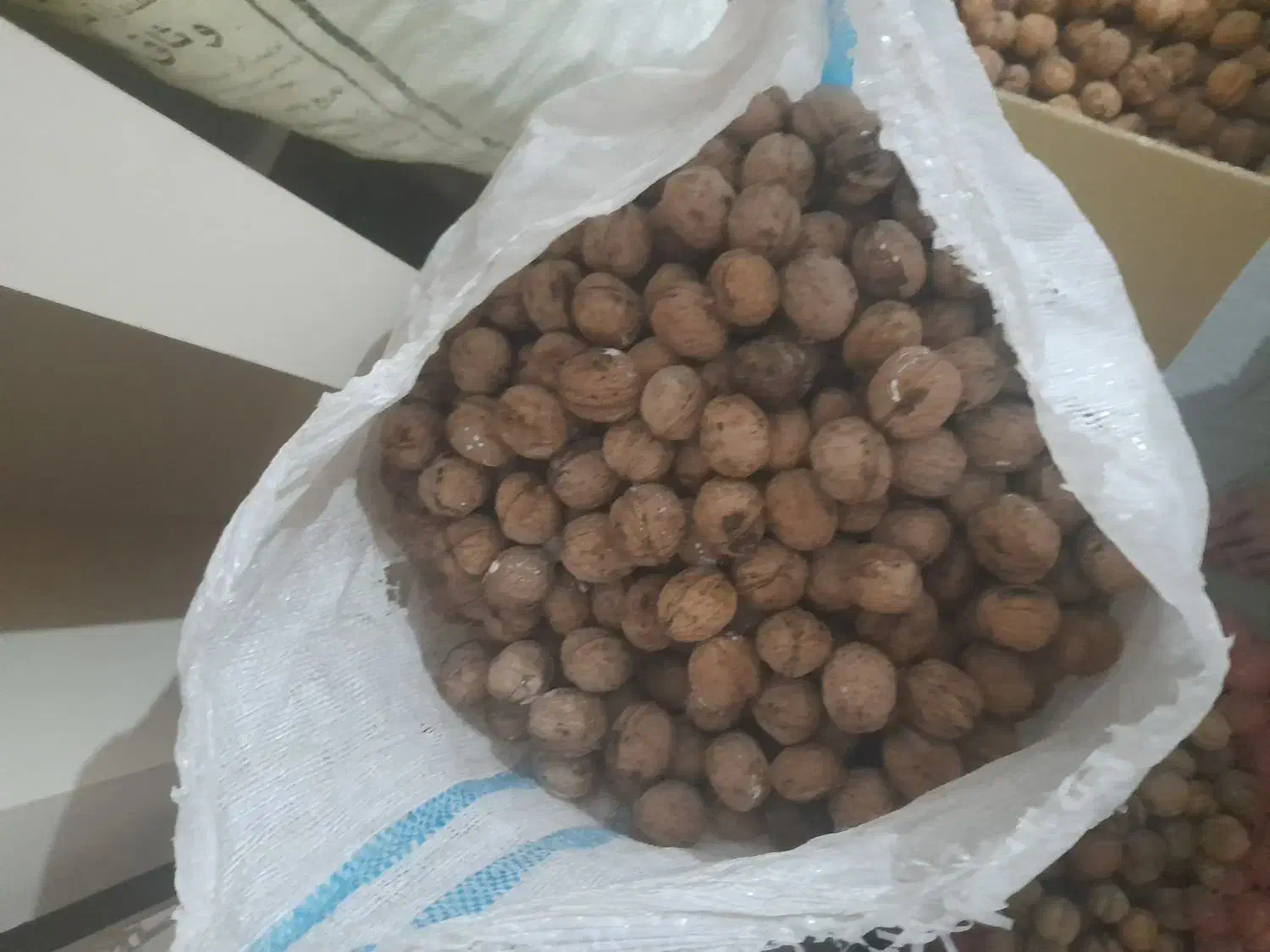 گردو کاغذی|خوردنی و آشامیدنی|مشهد, شهید علی محمدی|دیوار