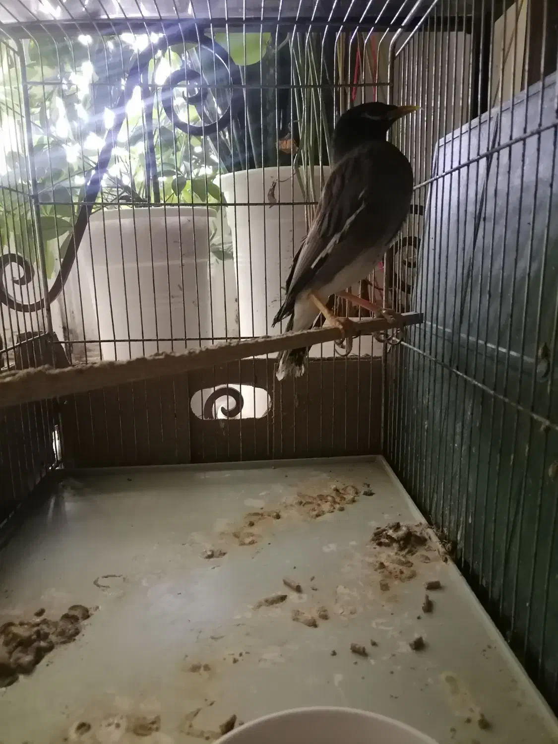 مینا با قفس|پرنده|شاهرود, |دیوار