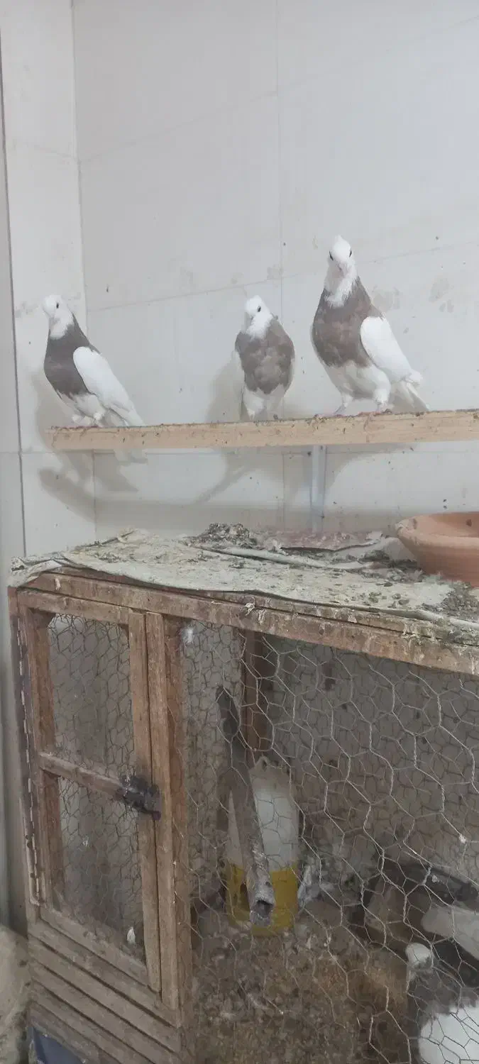 کبوتر طوقی|پرنده|کاشمر, |دیوار