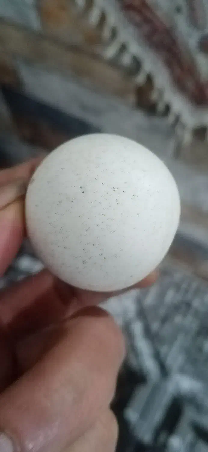 سنگ الماس و سنگ جواهر|جواهرات|چهاردانگه (تهران), |دیوار