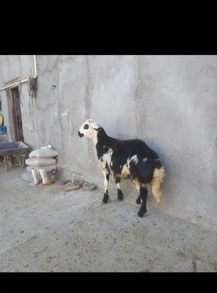 بره قوچ پوست گاوی|حیوانات مزرعه|بروجرد, |دیوار