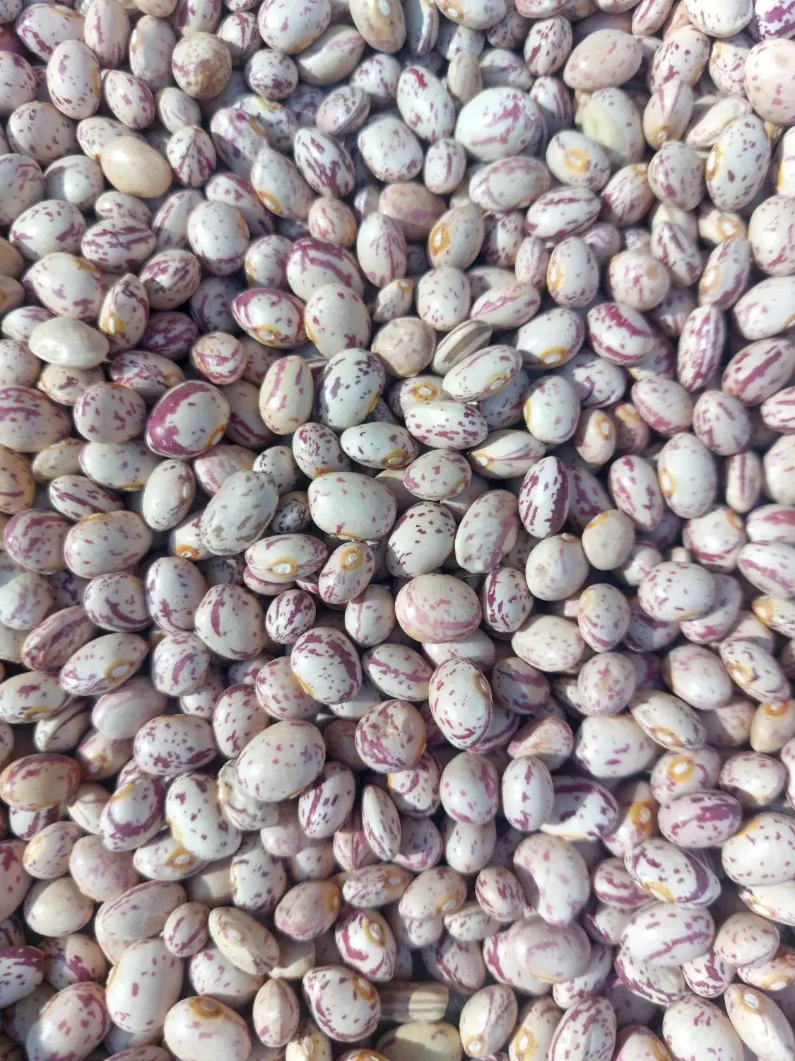 لوبیا چیتی|خوردنی و آشامیدنی|مرودشت, نقش رستم|دیوار