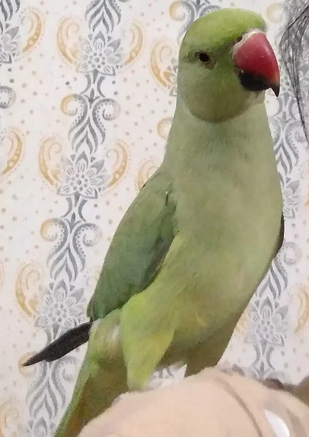 طوطی ملنگو|پرنده|جیرفت, |دیوار