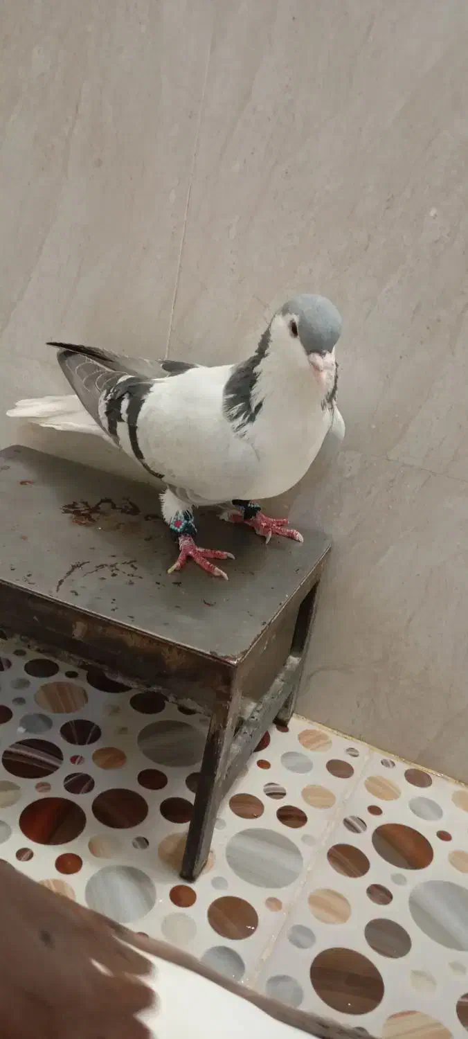 نر شامی نر اصفهانی|پرنده|خرم‌آباد, |دیوار