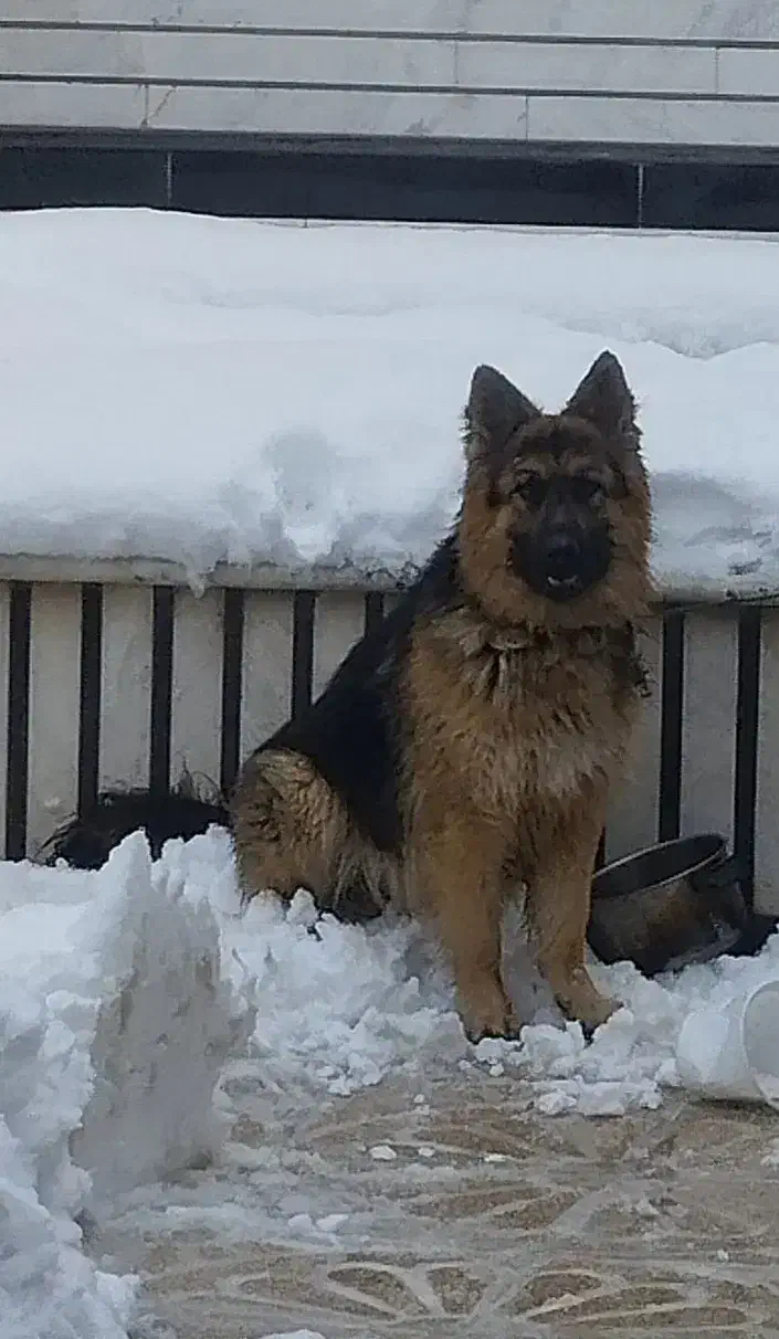 سرپرستی سگ ژرمن و....|سگ|مشهد, درابد امام|دیوار