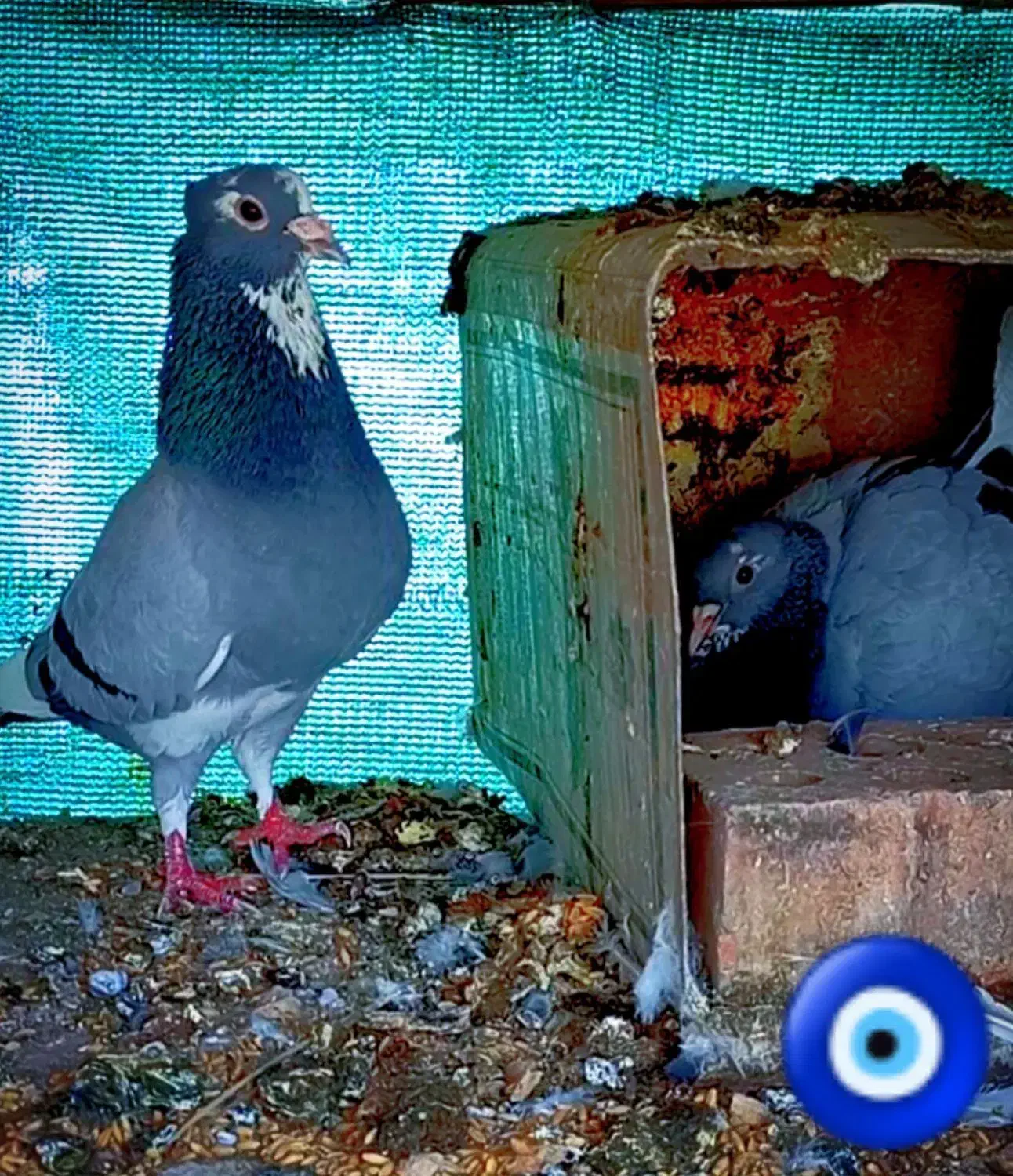 جفت سبزپلنگ|پرنده|زرند, |دیوار