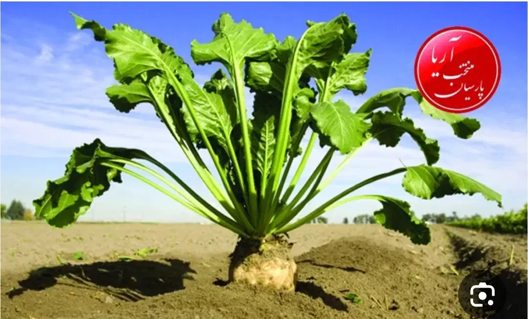 بذر چغندر رزا گلد|خدمات باغبانی و درختکاری|سرپل ذهاب, |دیوار