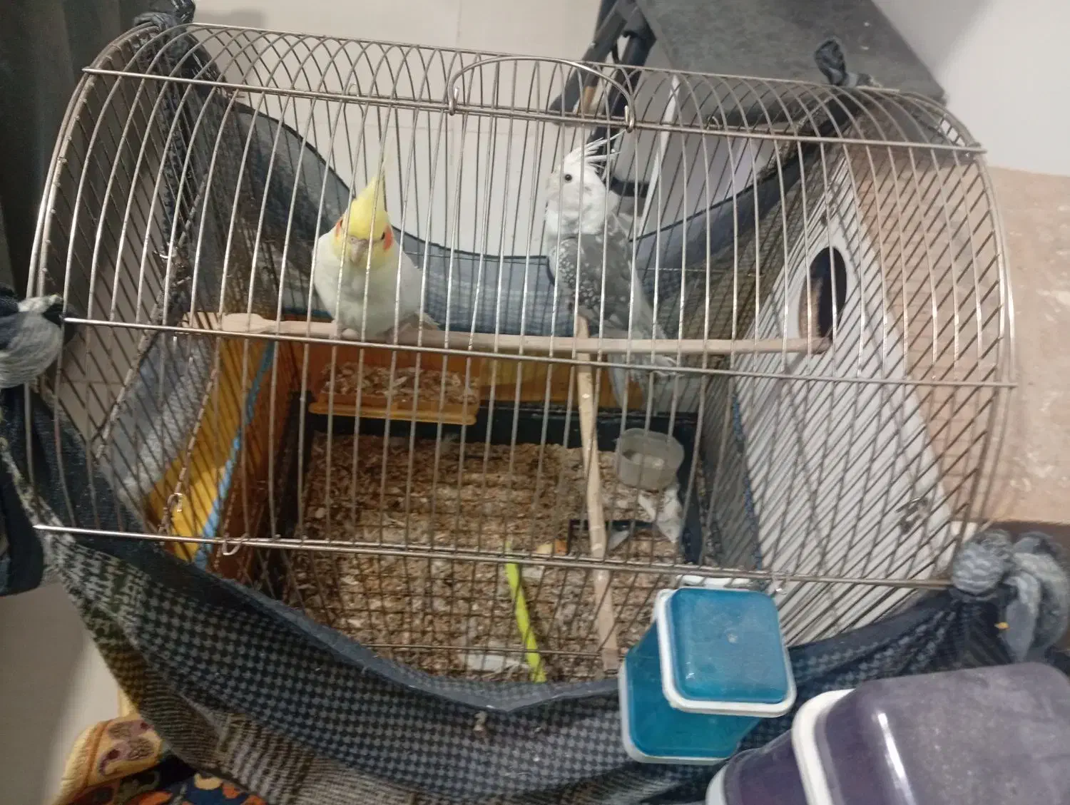 قفس پرنده|لوازم جانبی حیوانات|مشهد, محمدآباد|دیوار