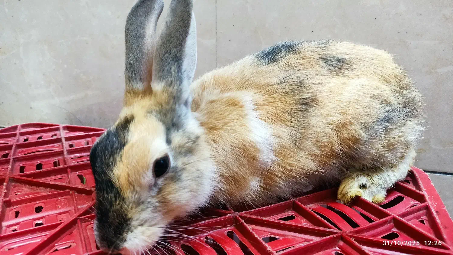 خرگوش مینی لوپ|موش و خرگوش|شیراز, کوشک میدان|دیوار