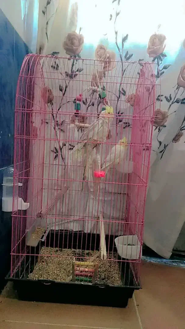 عروس هلندی|پرنده|سیسخت, |دیوار