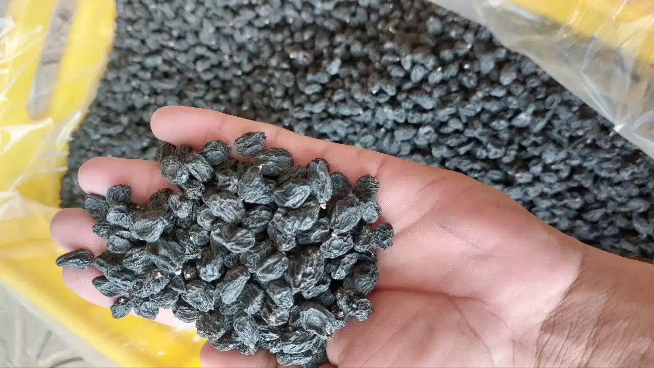 مویز بی دانه ترکمان چار|خوردنی و آشامیدنی|کاشمر, |دیوار