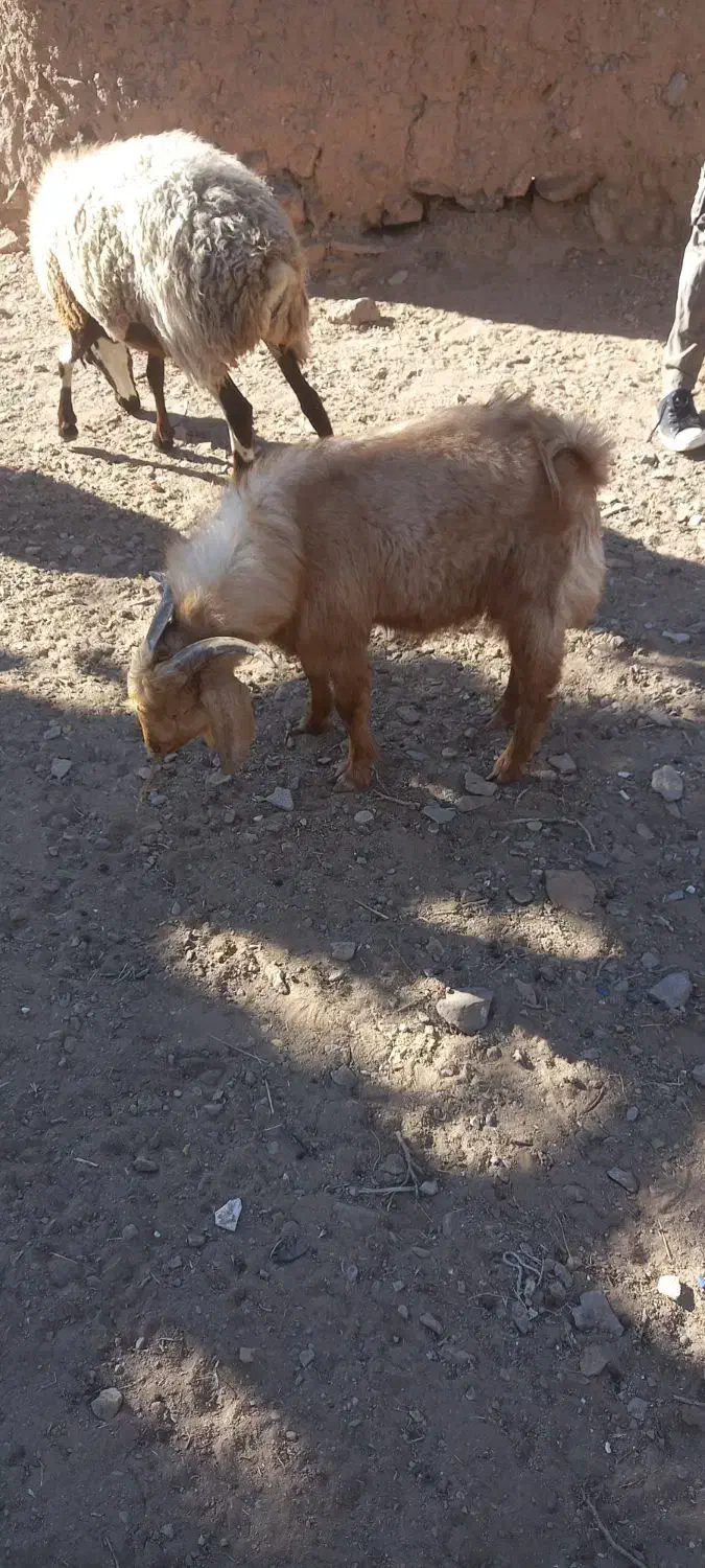 فروشی|حیوانات مزرعه|خوسف, |دیوار