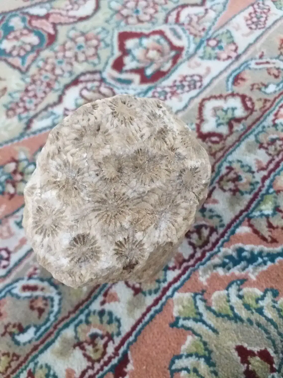 سنگ‌فسیل|کلکسیون اشیاء عتیقه|محمدبار, |دیوار