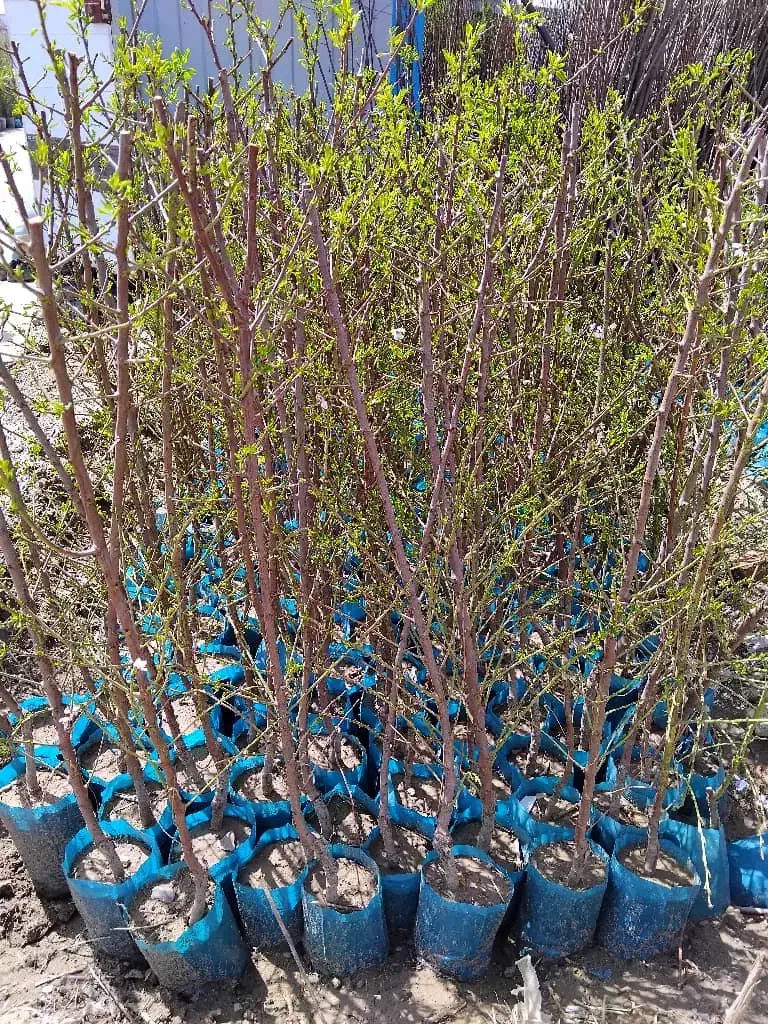 نهالستان ایران نهال|خدمات باغبانی و درختکاری|میاندوآب, |دیوار