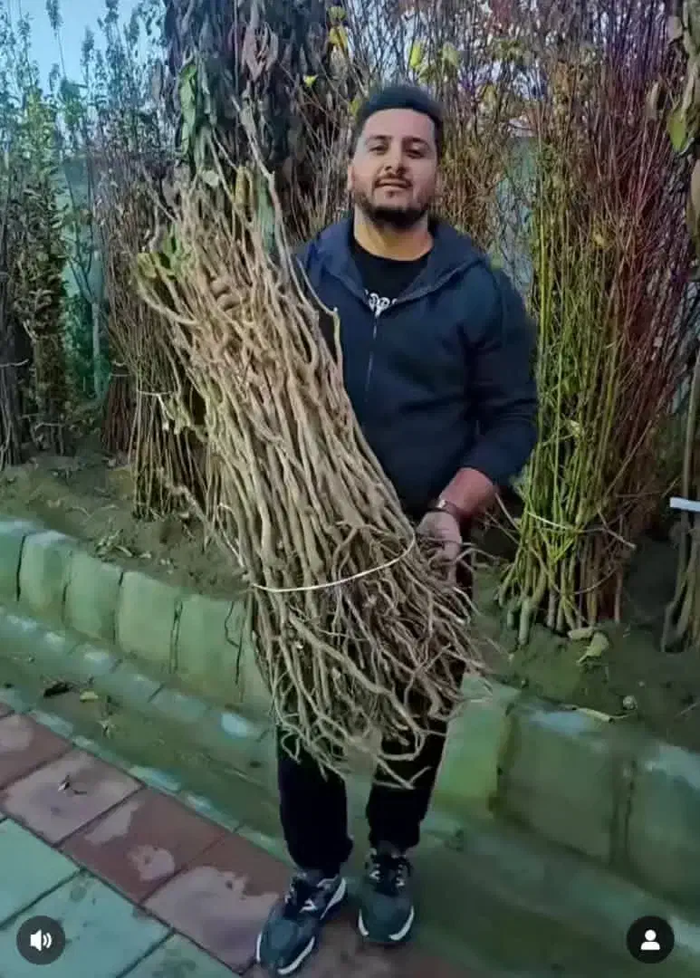 پــخش انــواع نـهـال هــای درجـه یک|خدمات باغبانی و درختکاری|شیراز, تپه تلویزیون|دیوار