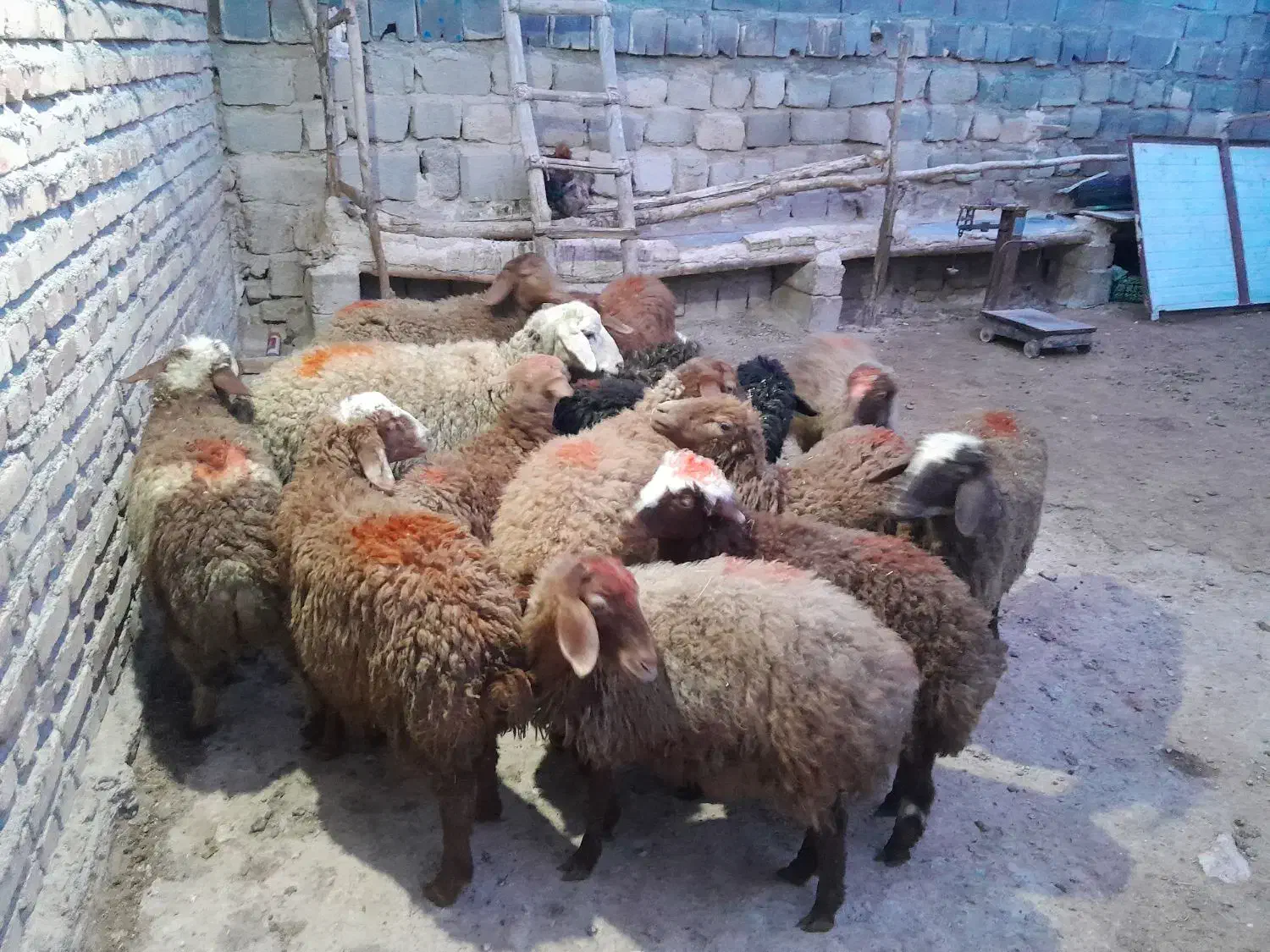 گوسفند کاور ماده|حیوانات مزرعه|سنقر, |دیوار