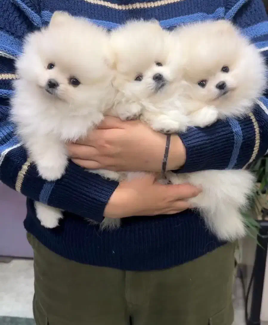 پرورش سگ پامر خرسی.پامرانین عروسکی بدون واسطه دلال|سگ|شیراز, فرهنگ شهر|دیوار