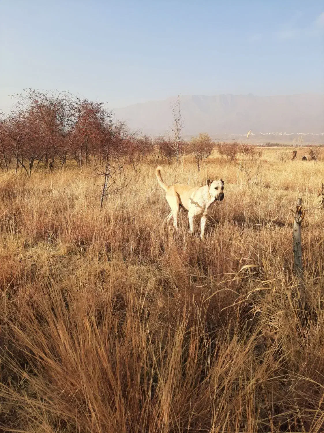 سگ گله|سگ|تسوج, |دیوار