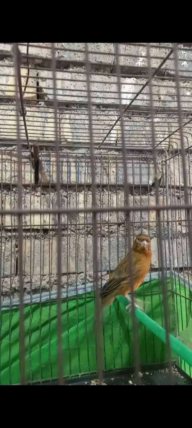 فروش دو عدد نر قناری قیمت توافقی|پرنده|شوش, |دیوار