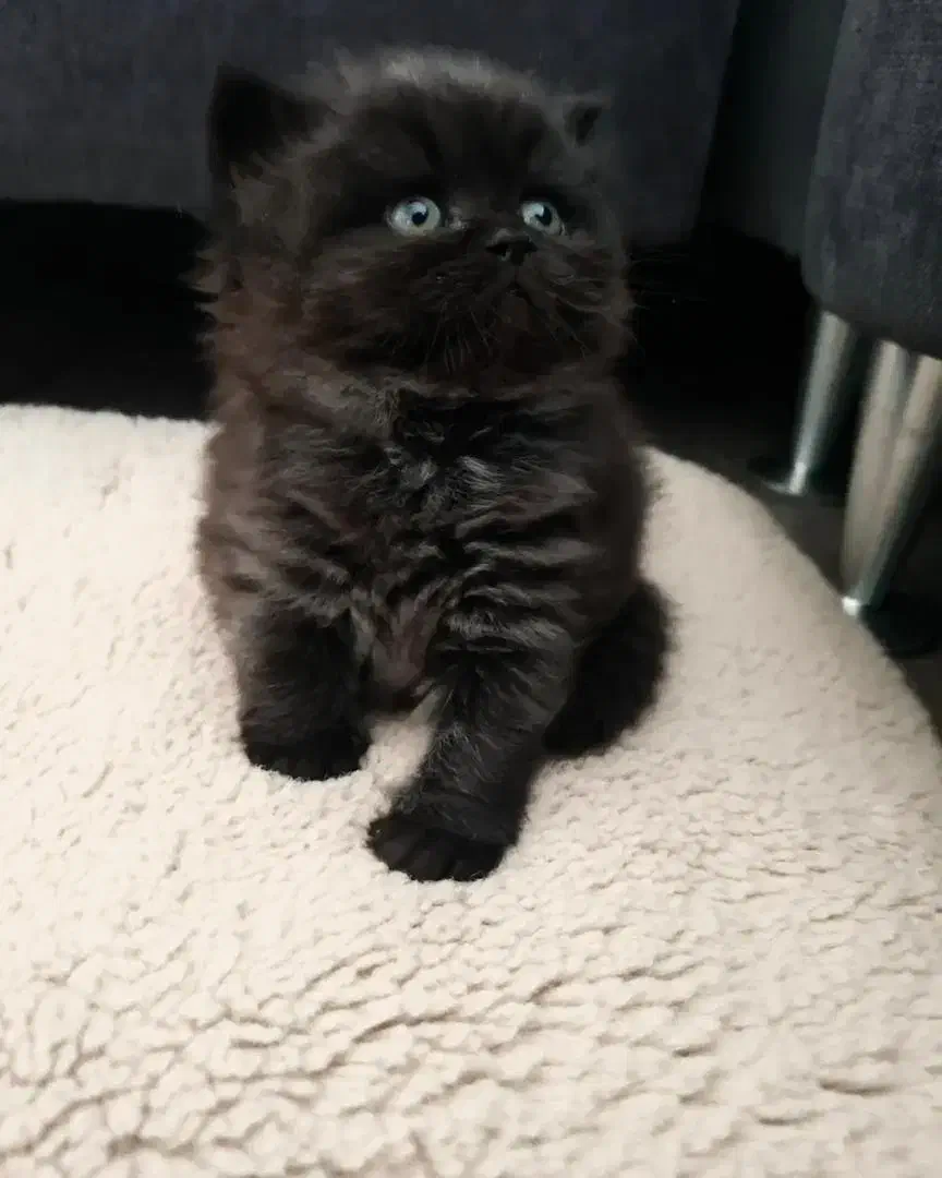 گربه|گربه|آبادان, |دیوار