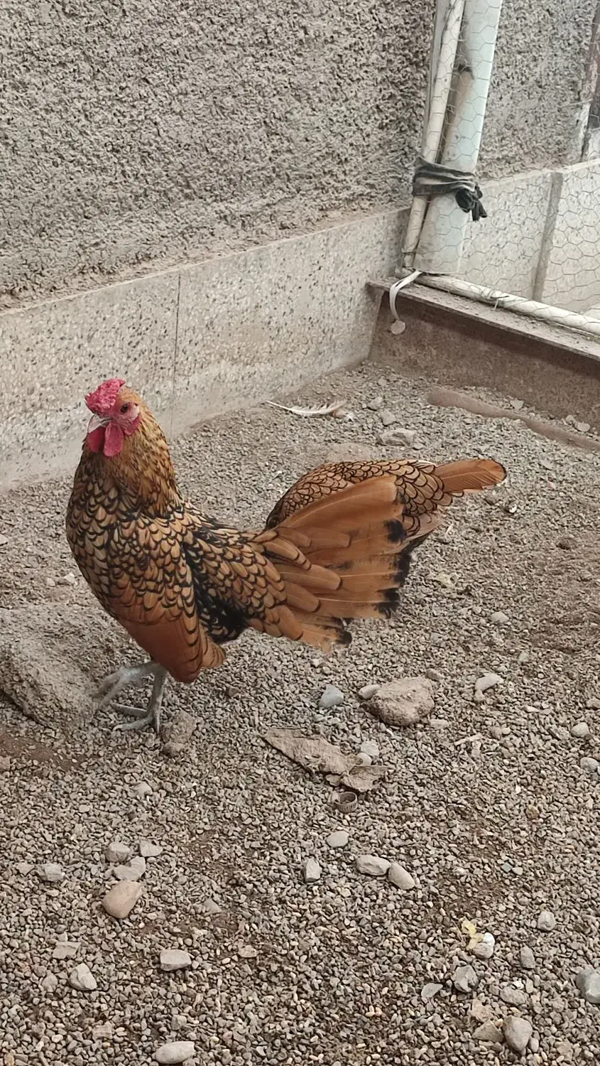 سلام تخم مرغ نطفه دار مینیاتوری|حیوانات مزرعه|قرچک, مهدیه|دیوار