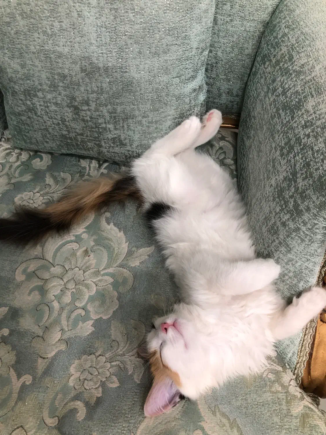 گربه DLH 6 ماهه|گربه|اندیشه, اندیشه فاز ۴|دیوار