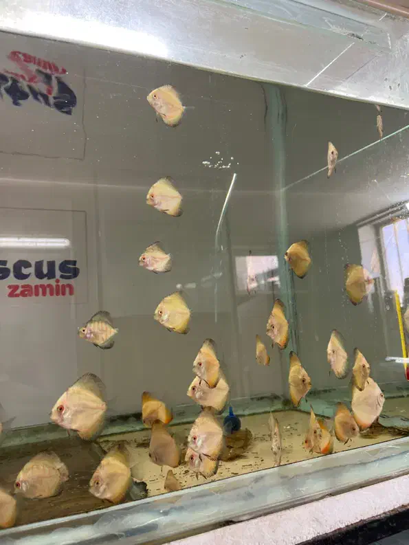 دیسکس ۱/۵ اینچ|ماهی|اصفهان, شمس آباد|دیوار