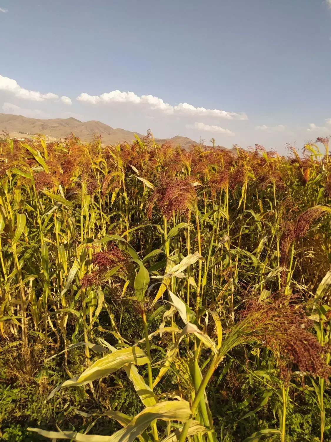 خرید جارو کیلوی و هکتاری|خدمات باغبانی و درختکاری|گنبد کاووس, |دیوار