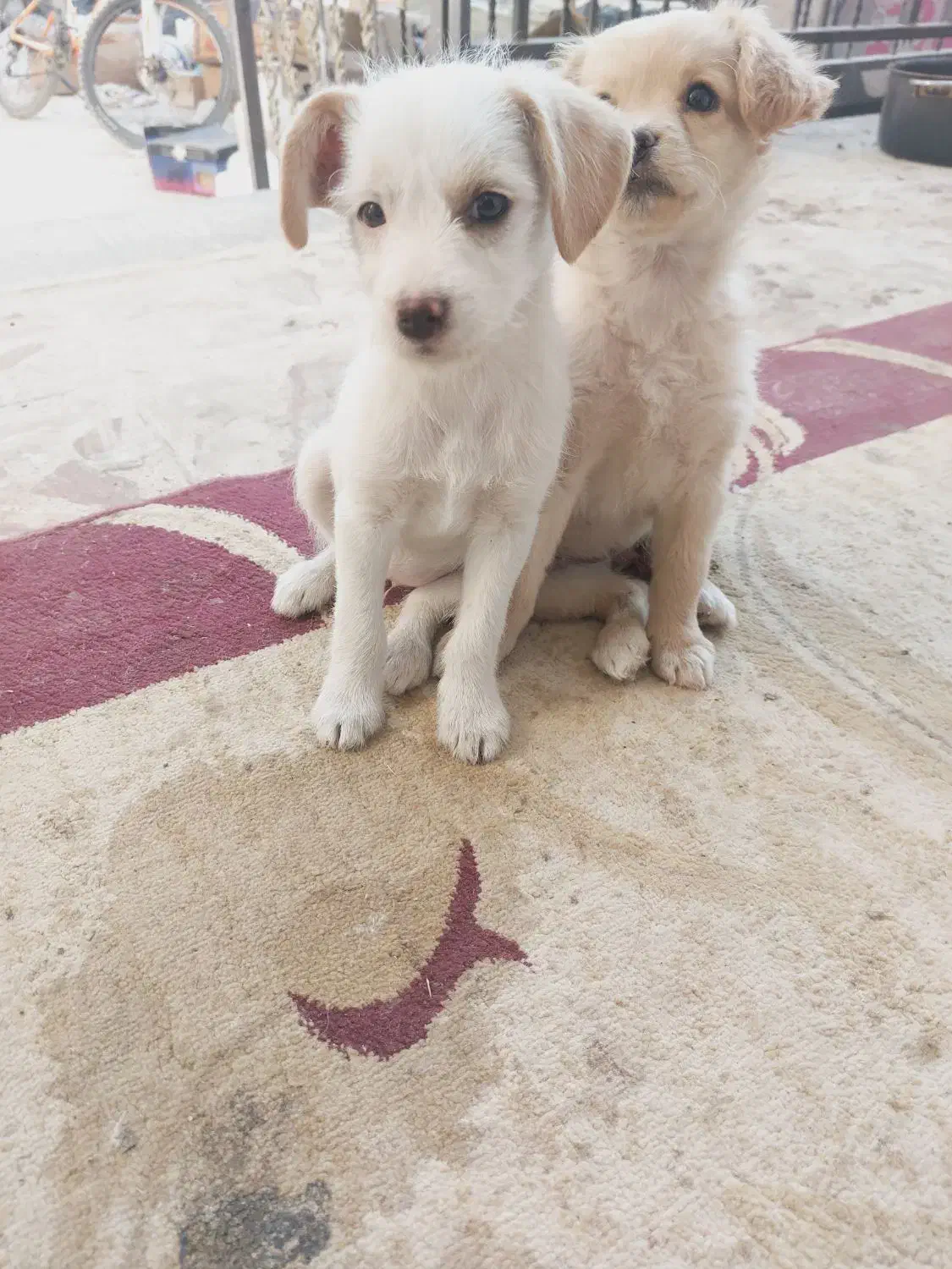 دوتوله حناوبرفی|سگ|گلپایگان, |دیوار