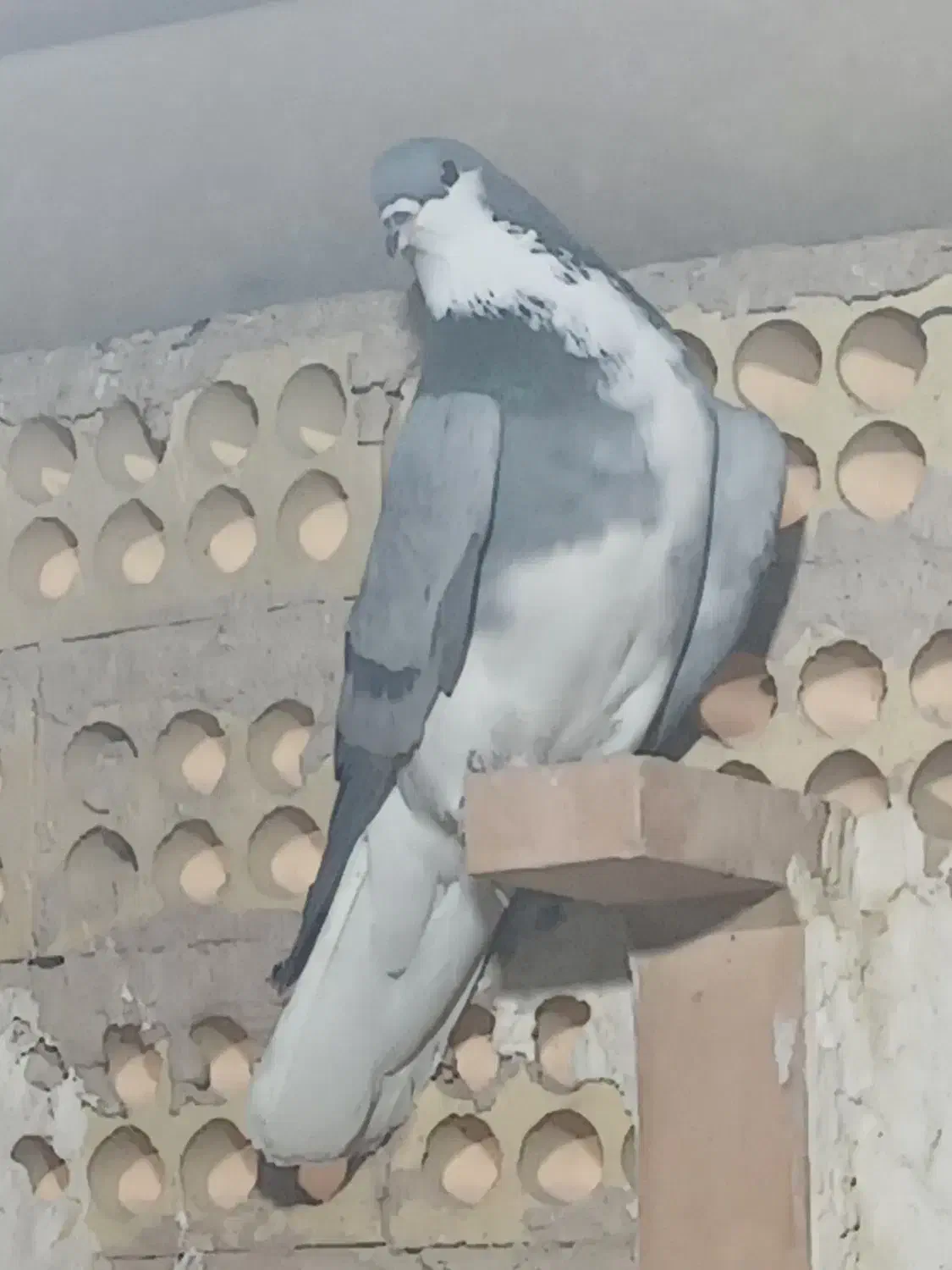 نر خرقه|پرنده|اصفهان, اندوان|دیوار