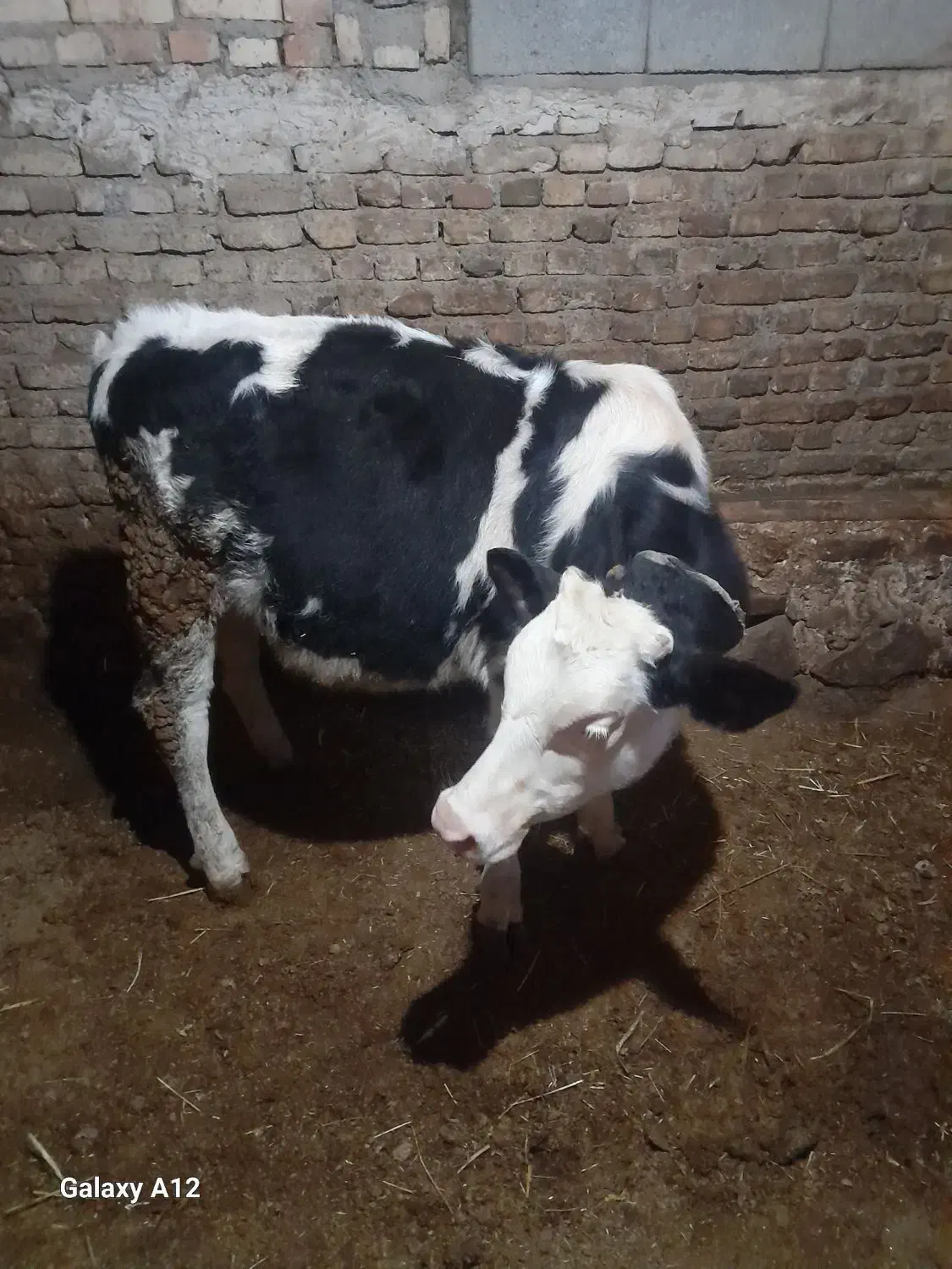 هریس‌روستایی|حیوانات مزرعه|پاوه, |دیوار