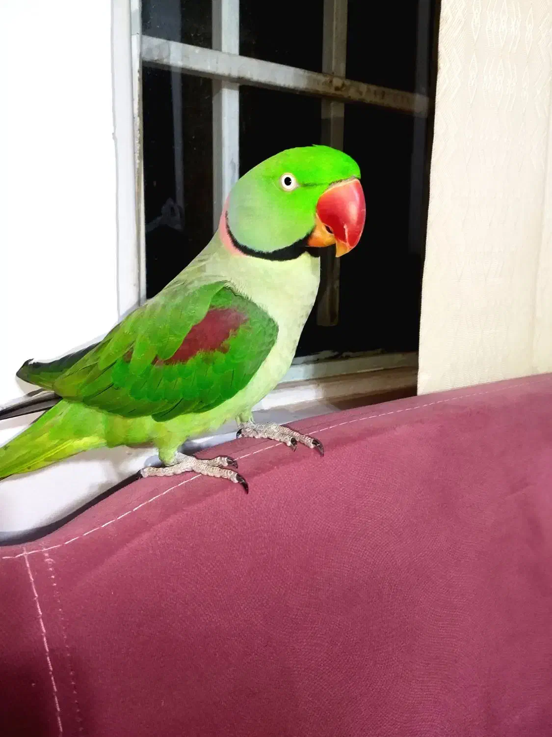 شاه طوطی شاه تخم نر کشیده|پرنده|شاهینشهر, شهرک میلاد|دیوار