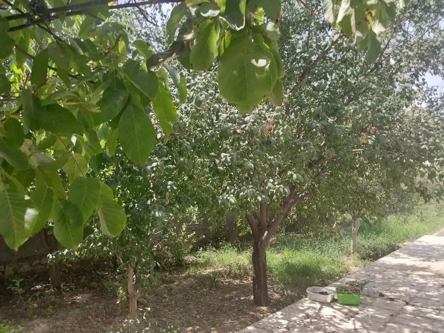 فروش باغ در اخلمد|فروش خانه و ویلا|چناران, |دیوار